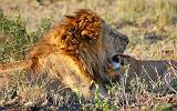 TANZANIA - Serengeti National Park - Leoni Lions - 44